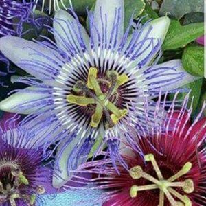 Meet your Posher, Elisabeth